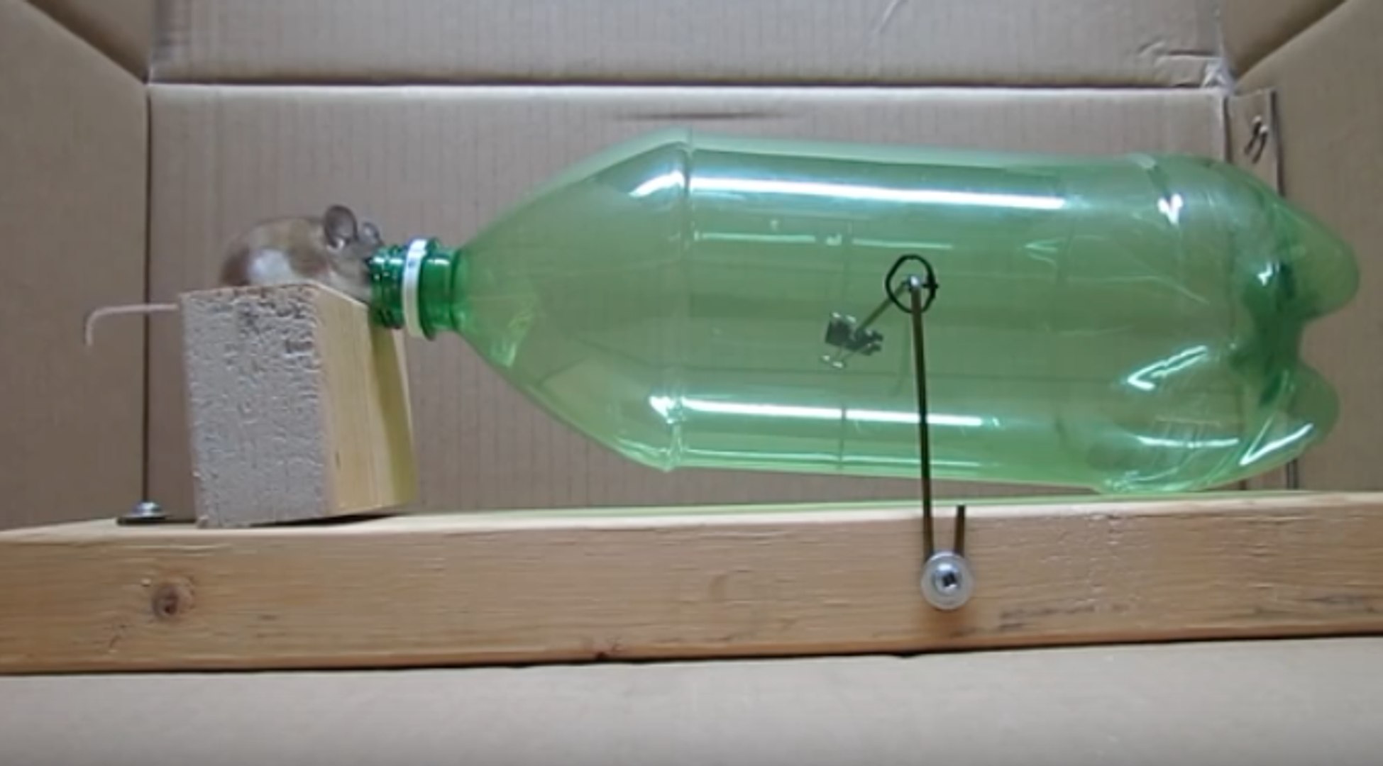 Construire un piège à souris avec une bouteille - Vidéo Dailymotion