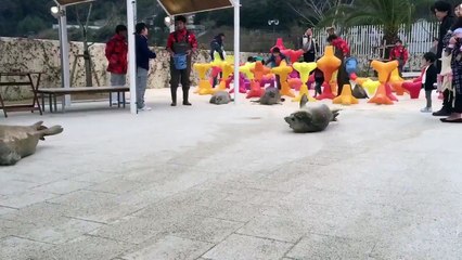 Des phoques font des bons pour rejoindre leur bassin