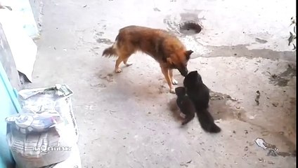 LA MAMMA PRESENTA I SUOI CUCCIOLI AD UN VECCHIO AMICO..GUARDA LA SUA BELLISSIMA REAZIONE!