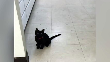 Kitten Copies Ping Pong Ball