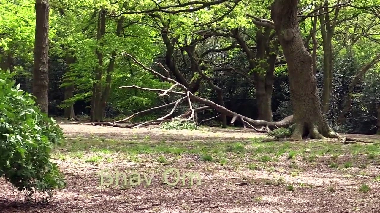 Giant Anaconda vs Jaguar - Python vs Tiger