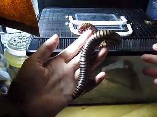 Un mille-pattes géant se ballade sur le bras d'un homme