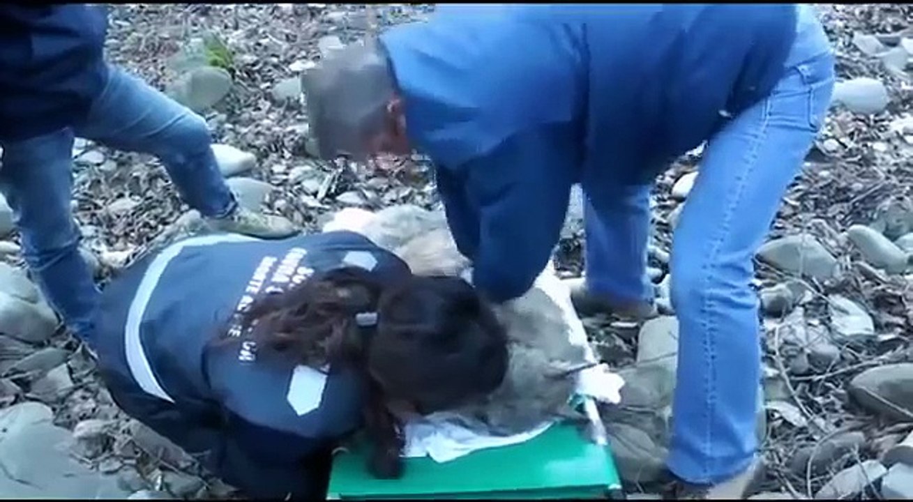 Trovano un lupo congelato in un fiume e quello che fanno per salvarlo vi scalderà il cuore!