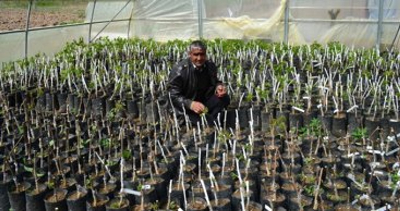 Devletin Verdiği 90 Bin TL Hibe ile Ceviz Fidesi Yetiştirip Satıyor