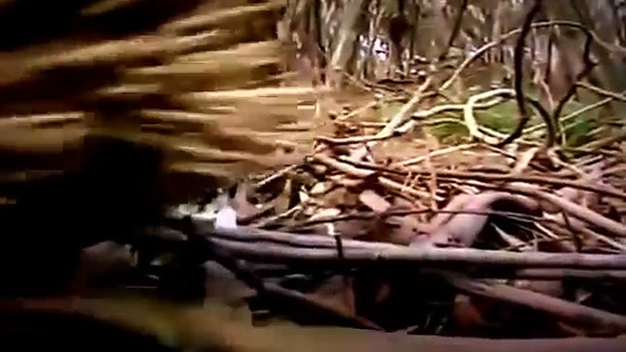 Strangest Animals Documentary Films- National geographic animals planet