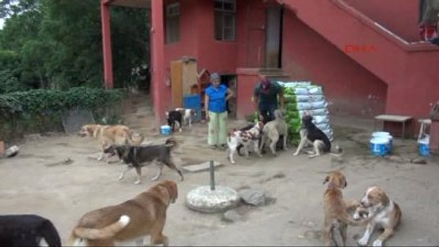 Alanya Danimarkalı Dansçıdan Sokak Köpeklerine Mama Yardımı