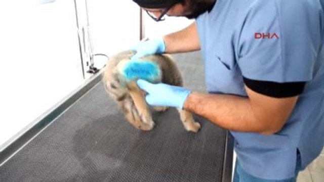 Samsun Yaraladığı Sokak Köpeğinin Ayağına Platin Taktırıp Sahiplendi