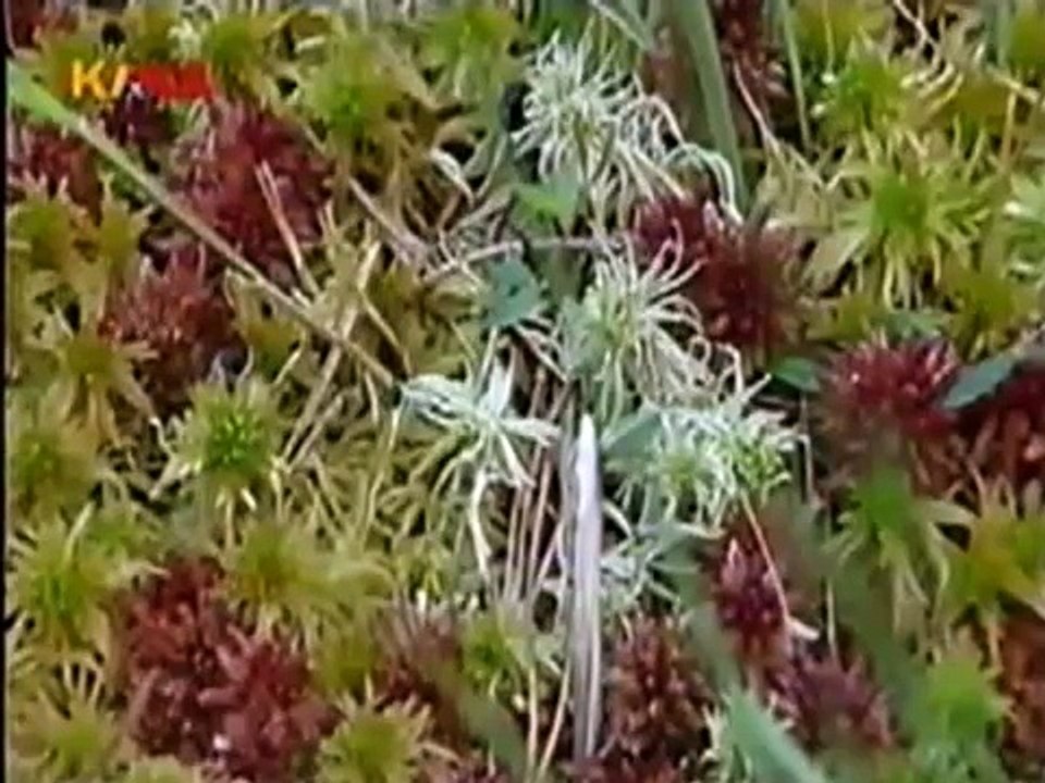 Löwenzahn Classics 172 Peter versinkt im Moor