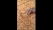 Funny Cat Videos-Funny Videos-Whatsapp Videos-Prank Videos-Funny Vines-Viral Video-Funny Fails-Funny Compilations-Just For Laughs