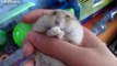Tiny Hamsters Eating On Their Backs Compilation 2014 [NEW] - Funny Video