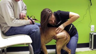 A Typical Canine Chiropractic Adjustment