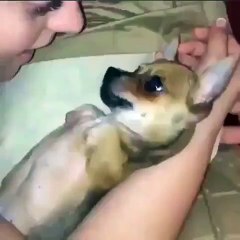 Nice & Lovely Puppy
