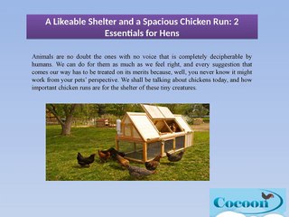 A Likeable Shelter and a Spacious Chicken Run: 2 Essentials for Hens