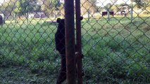 Complètement fou : cet ours marche comme un humain dans ce zoo
