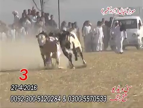 T.A.M.A.S.H.A تیسرا نمبر موہڑا کنیال