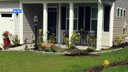 Tranquillement, un alligator sonne à la porte d'une maison !