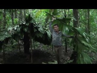 BOLIVIE : trek de SURVIE en AMAZONIE -3- construire notre abri