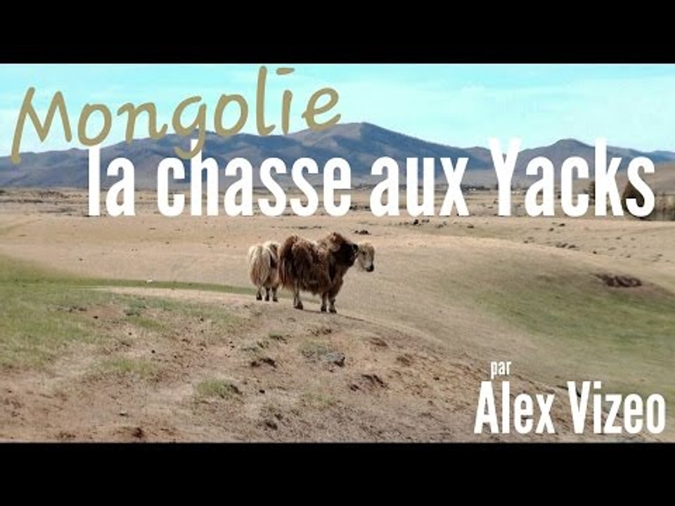 MONGOLIE : La chasse aux YAKS