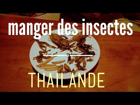 MANGER DES INSECTES en Thaïlande