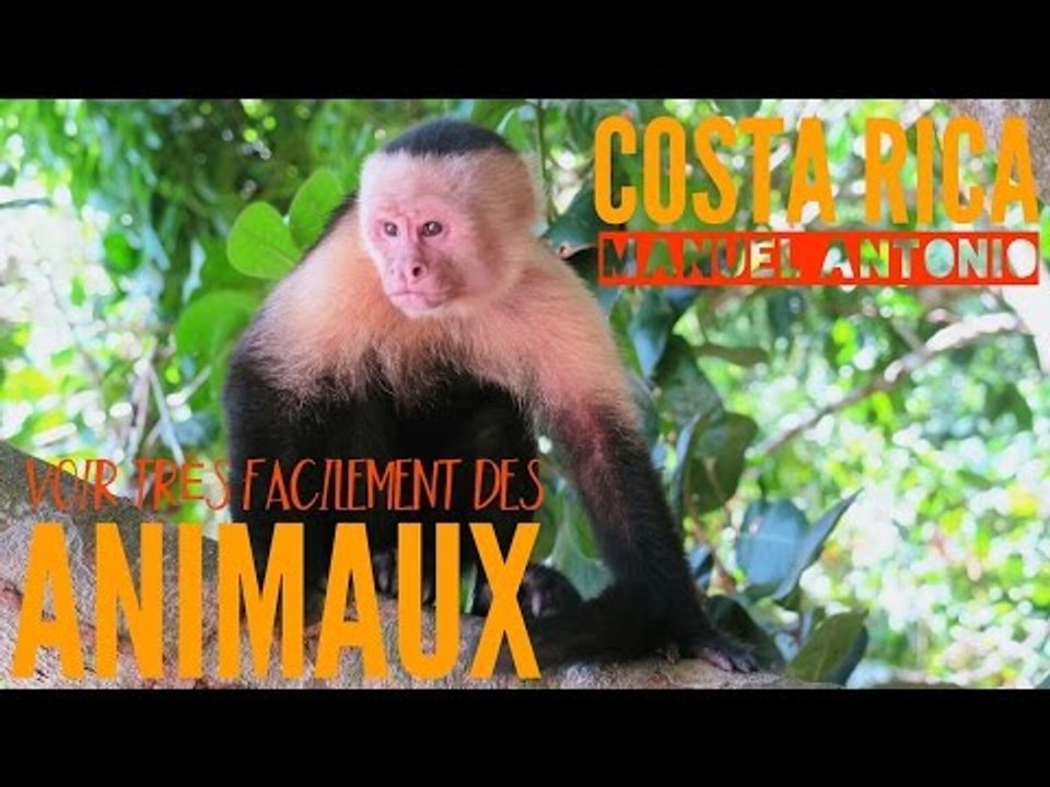COSTA RICA : le parc pour voir FACILEMENT des animaux et de très PRÈS !