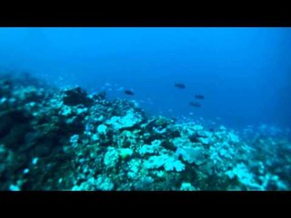 NOUVELLE CALÉDONIE : la plongée sous-marine à Nouméa