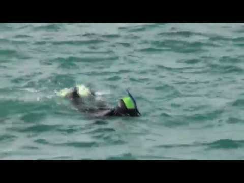 NOUVELLE ZÉLANDE : NAGER avec des DAUPHINS sauvages à Kaikoura