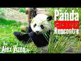 CHINE : Comment voir FACILEMENT des pandas ?