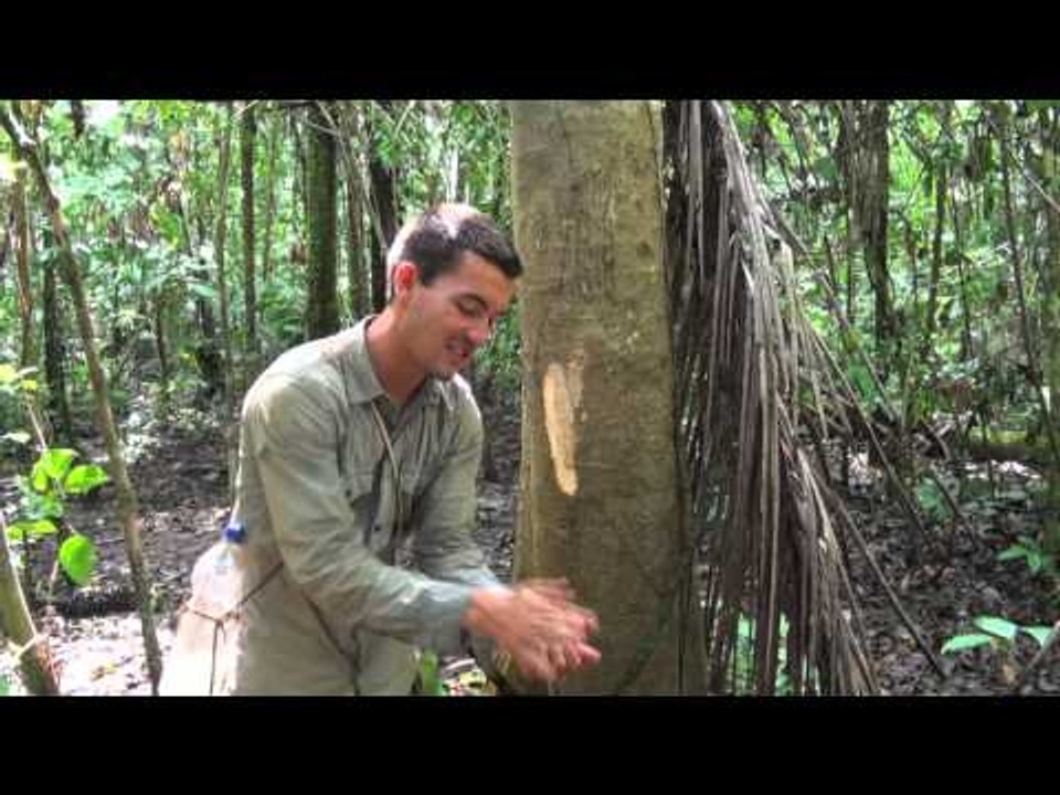 BOLIVIE : trek de SURVIE en AMAZONIE -7- boire avec une LIANE