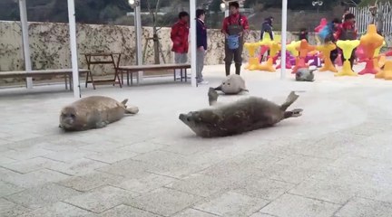 Quand plusieurs phoques veulent rejoindre leur bassin !