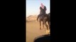 Amazing arabian horse Dancing@