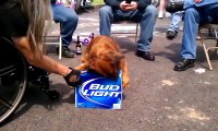 Watch The World’s Biggest Bro Dog Protect A Case Of Beer For Its Owner