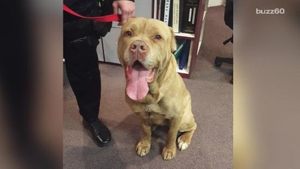 Abandoned Dog Adopted By Police Department