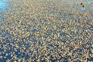Chilean Fishermen Protest After Record Losses Due to Red Tide