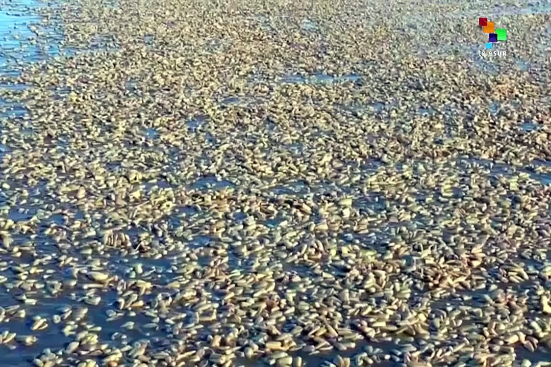 Chilean Fishermen Protest After Record Losses Due to Red Tide