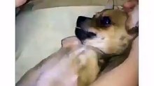 Ce petit à besoin de beaucoup d'amour