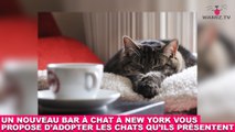 Un nouveau bar à chat à New York vous propose d'adopter les chats qu'ils présentent ! On en parle dans la Minute Chat #209