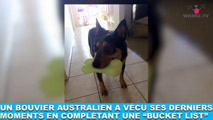 Un bouvier australien a vécu ses derniers moments en complétant une "bucket list" ! Plus d'infos dans la Minute Chien #209