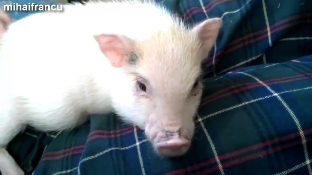 Adorable Animals Enjoying A Belly Rub Compilation - Best Funny Animals Videos Collection 2