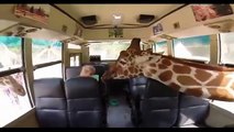 Tower of giraffes surprise woman by surrounding her for food.
