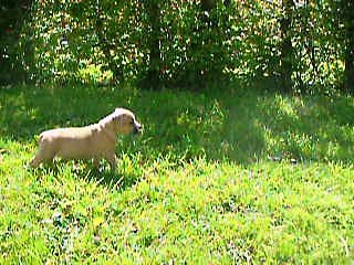 première sortie des B.B à 5 semaines,vidéo du 04.05.16...