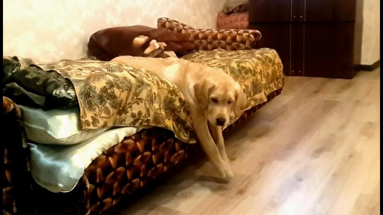 Laziest Dog Ever