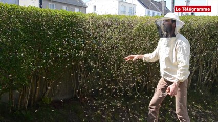 Landerneau. Le premier essaim de l'année
