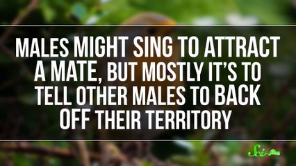 Why Do Birds Sing in the Morning?