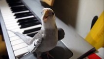 He puts his pet bird on the piano. You won’t believe what happens when he hits record!