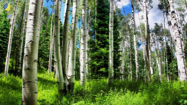 Олег Аравин - Призыв