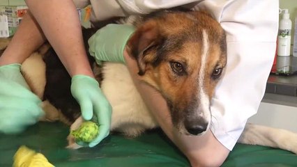 Dog Caught In Hunter's Trap Ate Snow to Stay Alive