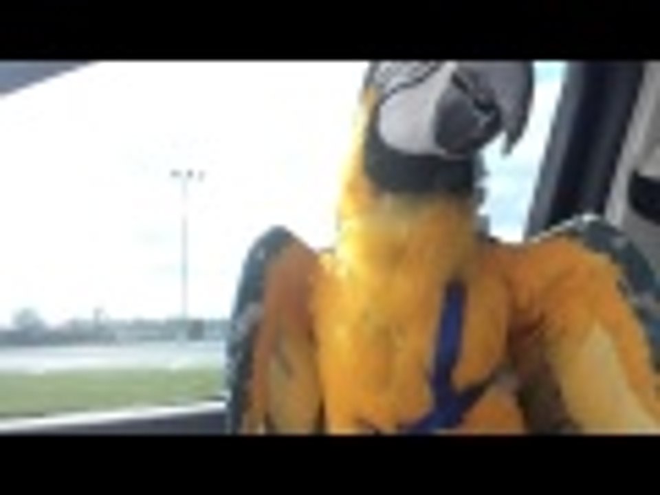 Guacamyo de paseo