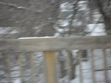 Comment Un MAGNIFIQUE OISEAU Mange En Hiver Dans Le FROID GLACIAL Du Québec En Plein Mois De JANVIER