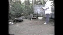 Ravenous raccoons have a dinner party