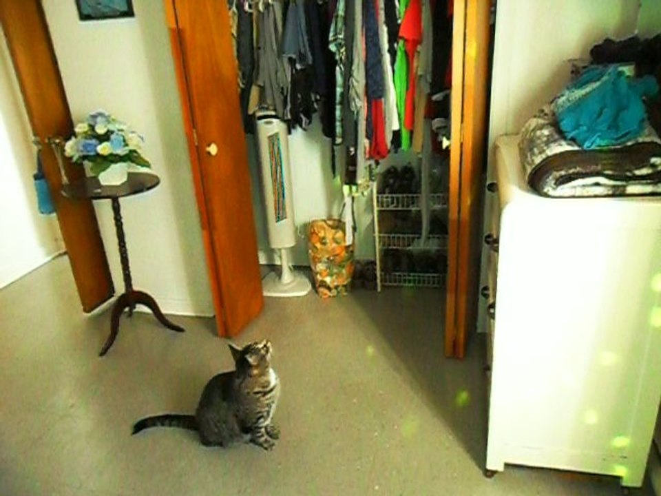 Chat Mignon Drôle Et Vraiment Fasciné Par La Lumière